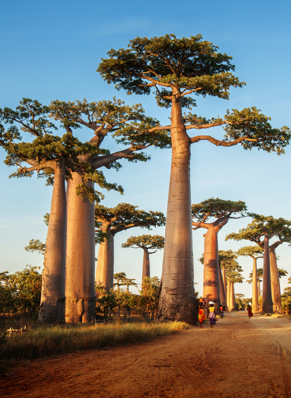 Organic Baobab Powder